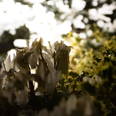 ベッド・アンド・ブレックファスト Buena Vista Montesilvano Marina